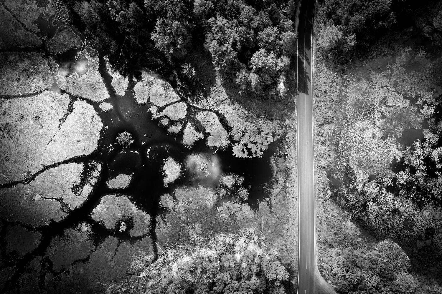 marko radovanovic, Nature,White,Monochrome photography,Monochrome,Blackandwhite, canada, markoradovanovic, aerial, road, beaver, ontario, reflection, clouds, house, animalhouse, b&w, bw, nocolour, pond, lake, roads, underwater, forest, NatureFacts, Beaver, 
