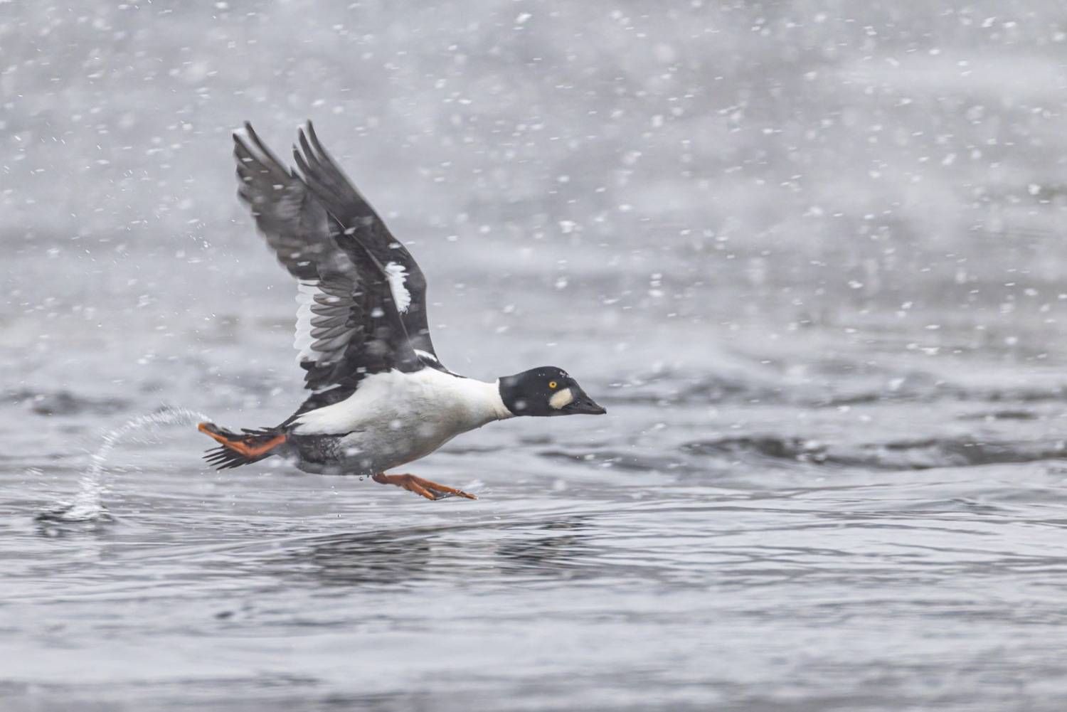 гоголь, снегопад, утки, птицы, Ruslan Pl
