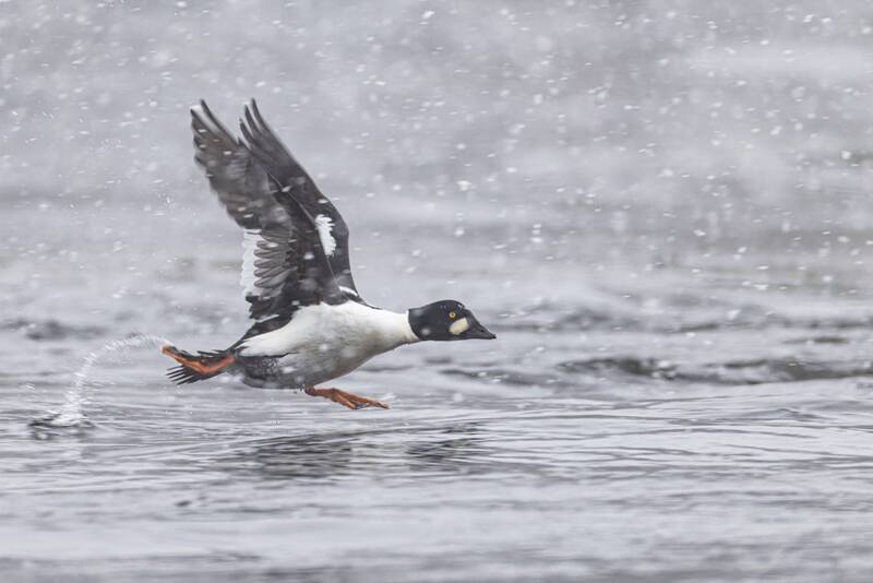 гоголь, снегопад, утки, птицы Гоголиный забег фото превью