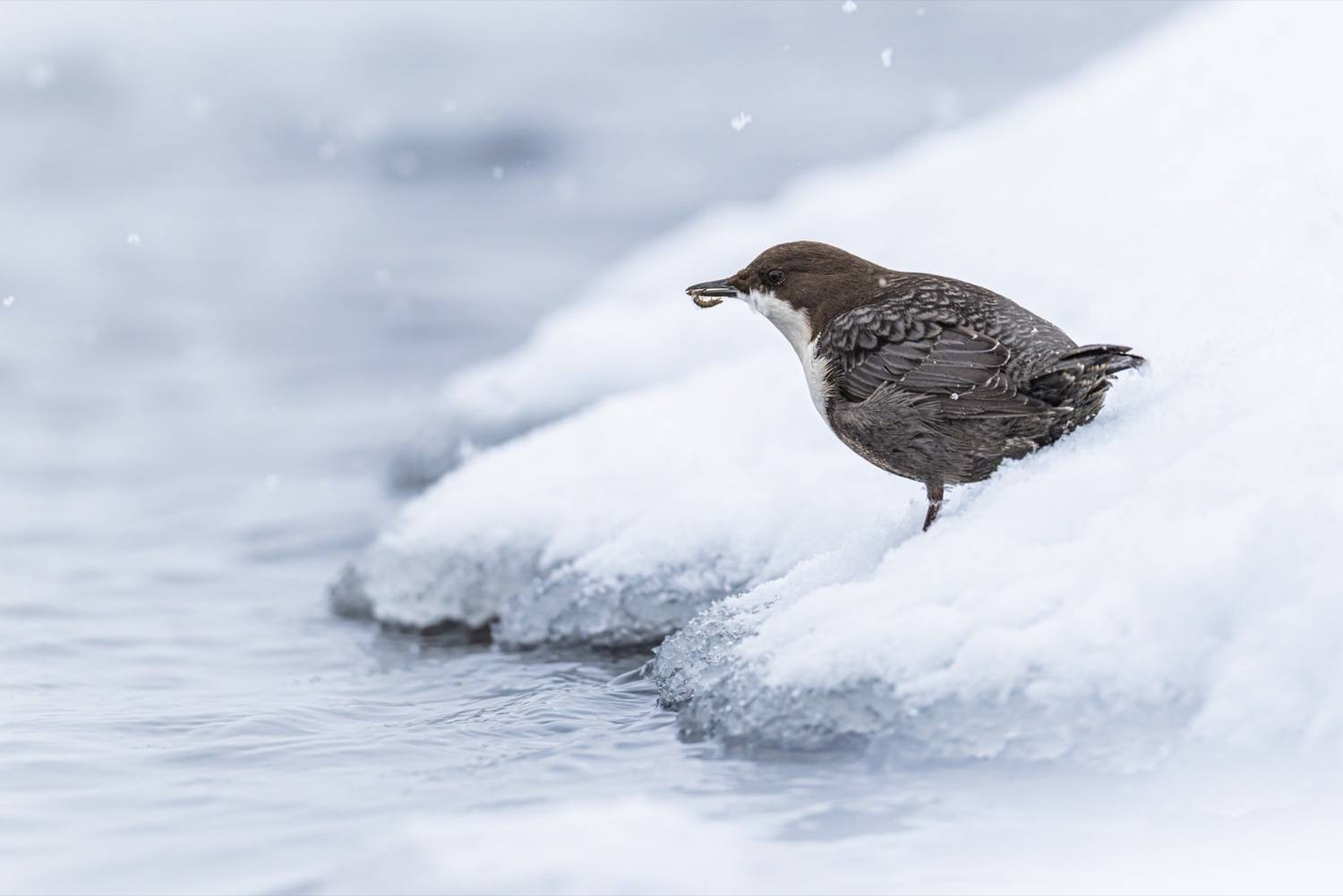 оляпка, зима, птицы, Ruslan Pl