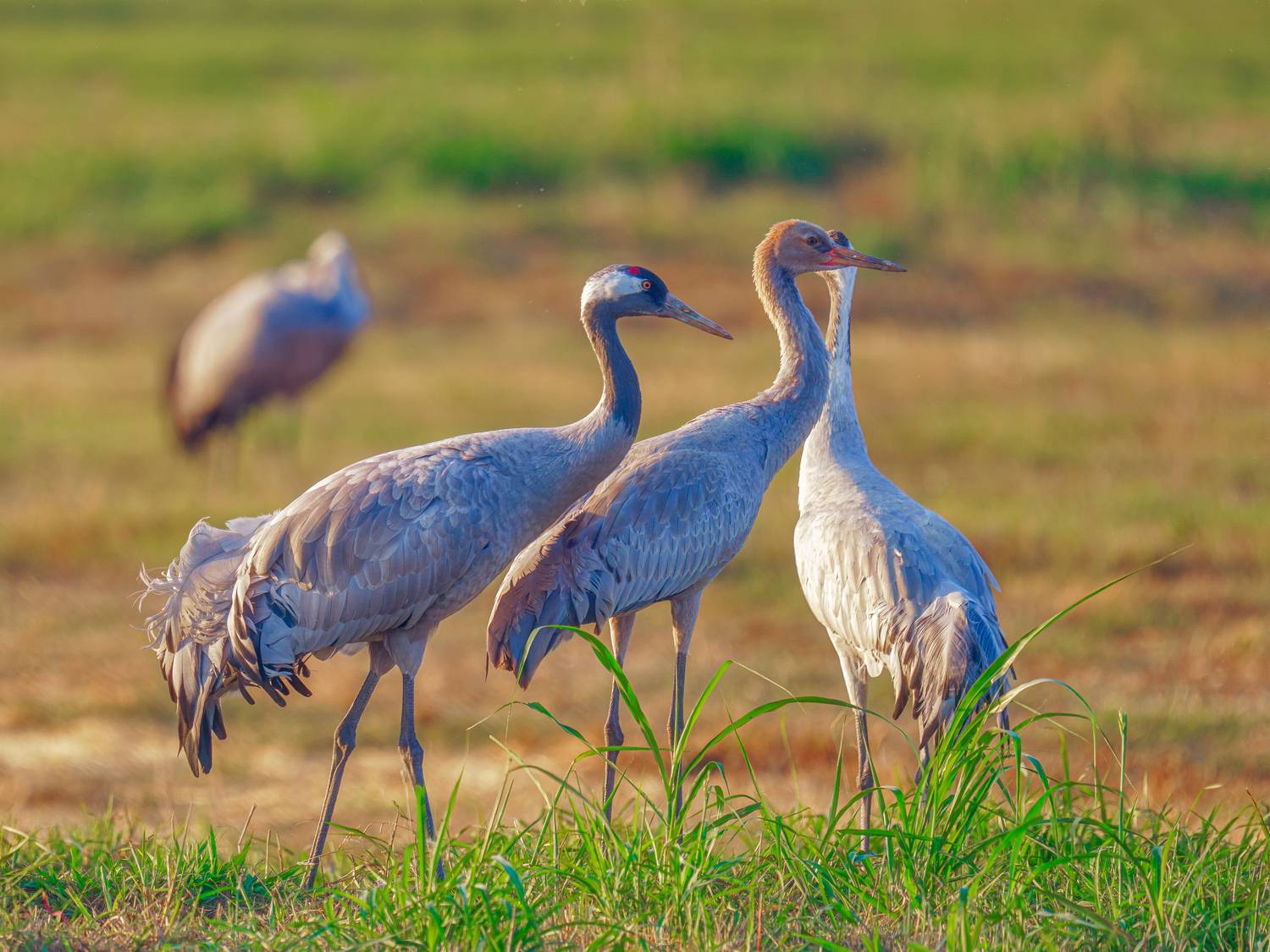 , Евгений Шварцман