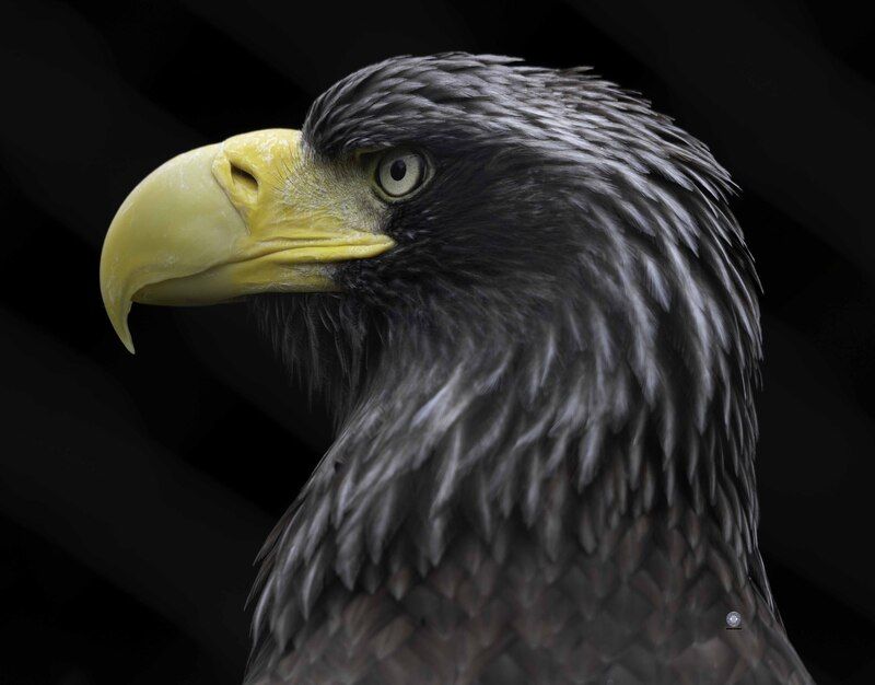 Steller\\\'s sea eagle фото превью