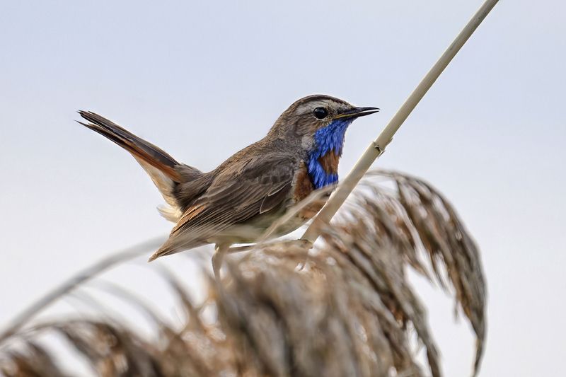 варакушка, птицы, природа Варакушка фото превью