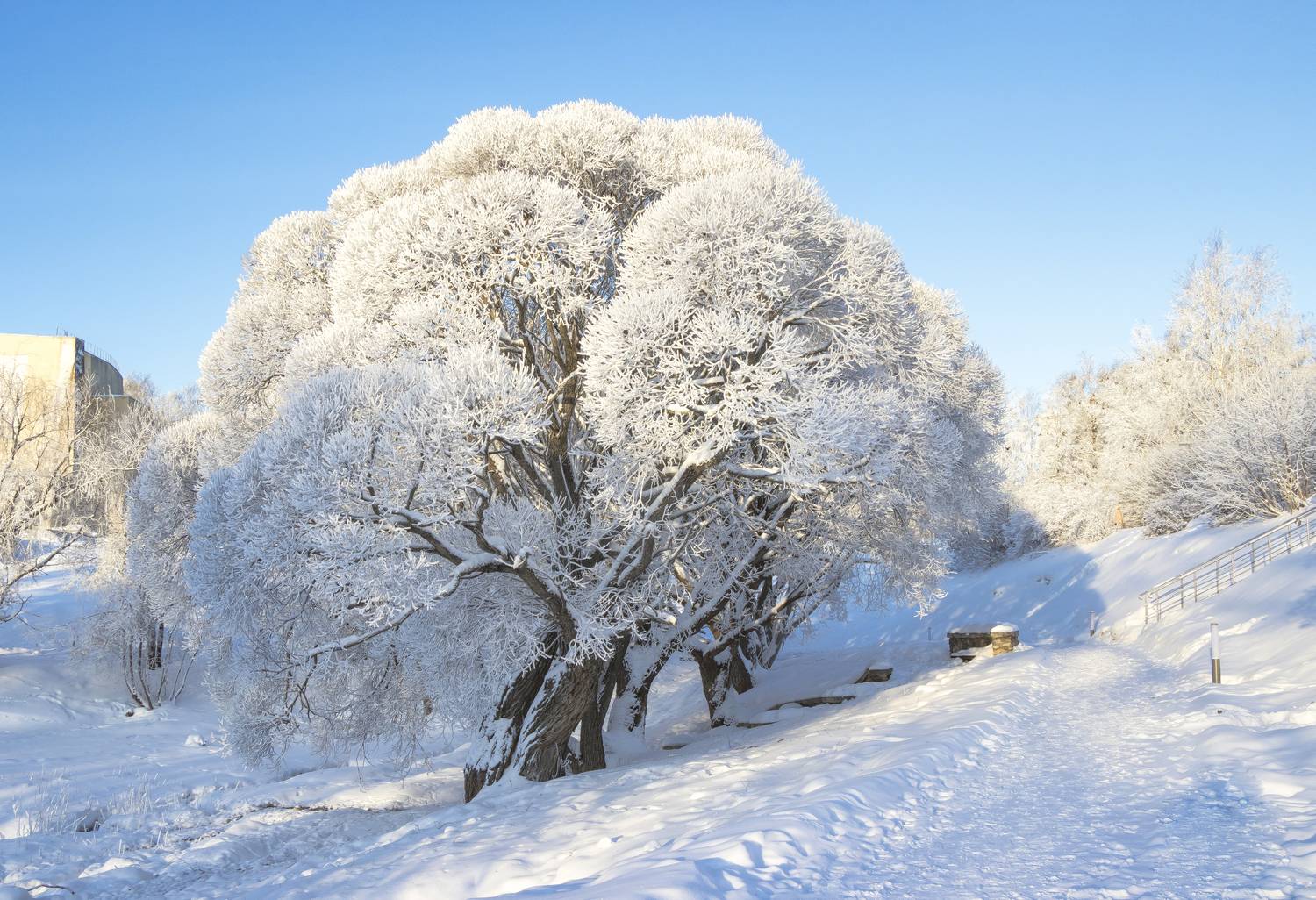 Киров, парк им.Кирова, зима, деревья, галина новинская