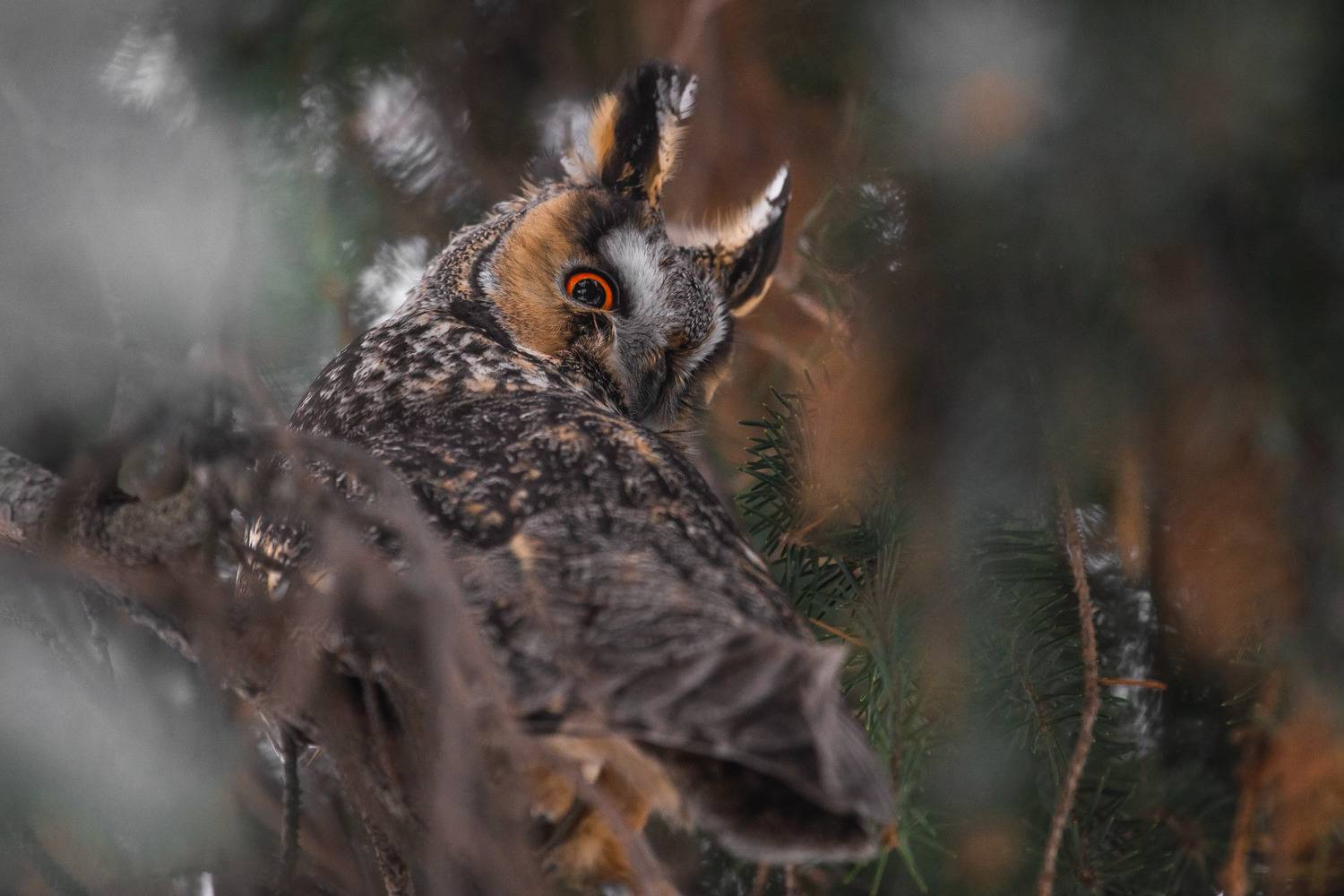 природа России, птицы России, бердвотчинг, Кормашова Татьяна