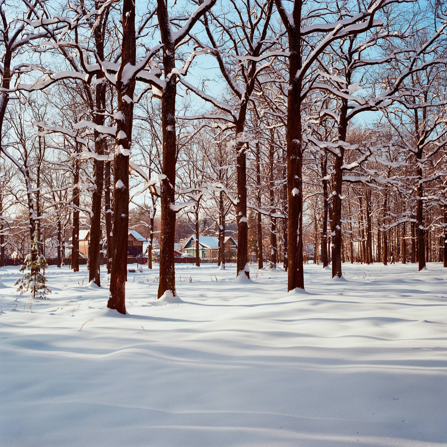 природа, зима, пейзаж, пленка, пленка120, Kodak ektar, landscape, Московская область, Мартыненко Дмитрий
