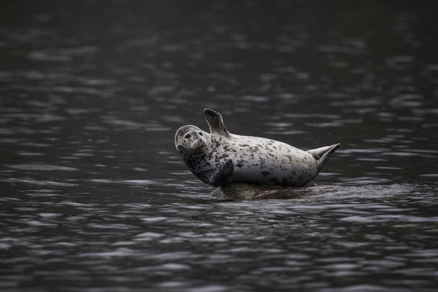 Тюлень, Камчатка, Нерпа, Mike Korostelev
