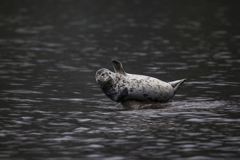 Тюлень, Камчатка, Нерпа Тюлень фото превью