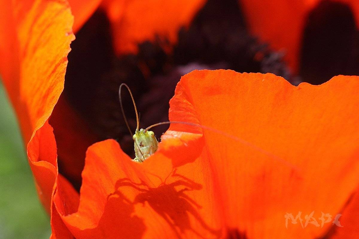, Шангареев Марс
