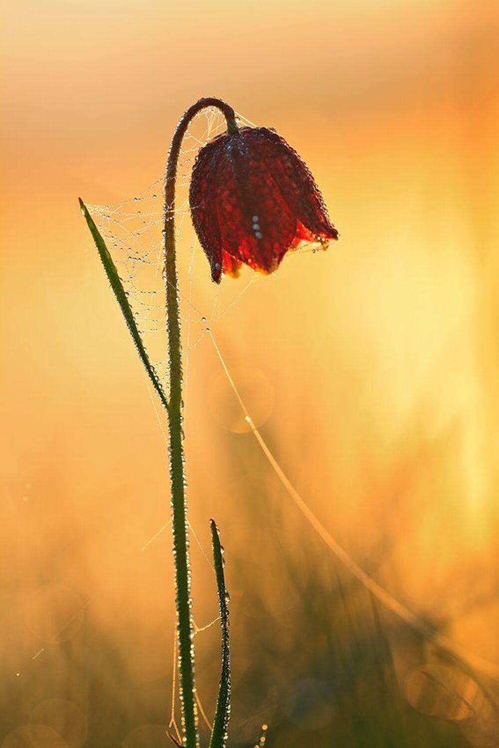 , Юрий Сорокин