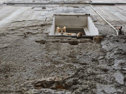 Дневной дозор