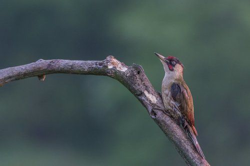 Green Woodpecker