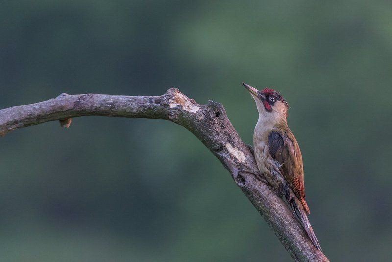 european green woodpecker, green woodpecker, picus viridis, dzięcioł zielony, aves, birds, ptaki, dominik chrzanowski fotografia przyrodnicza, dominik chrzanowski wildlife photography Green Woodpecker фото превью