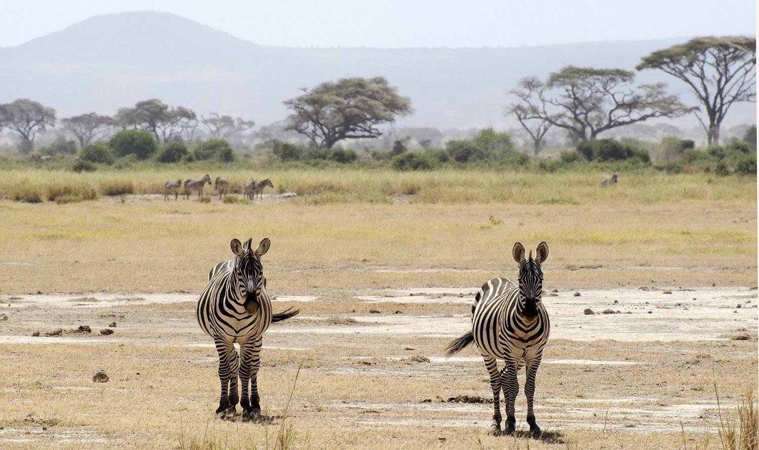 , Марина Мудрова