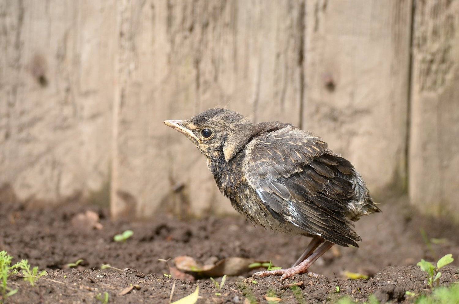 turdus pilaris, весна, деревня, дрозд, май, птенец, птица, рябинник, слёток, Ксения Соварцева