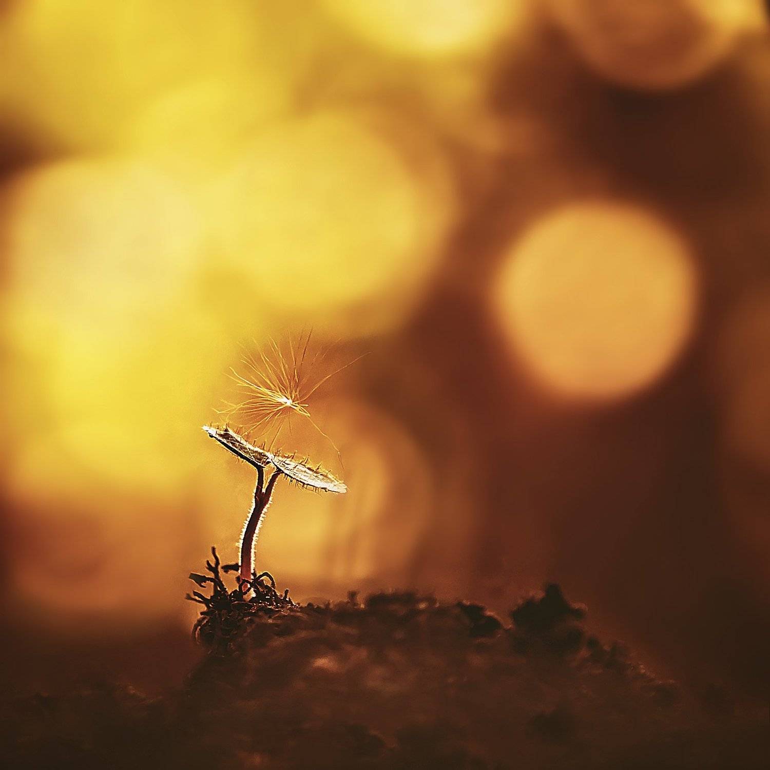 , Kristina Zvinakeviciute