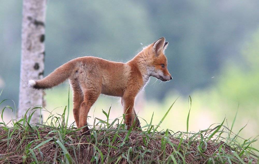 Лисёнок, Михаил Крюков