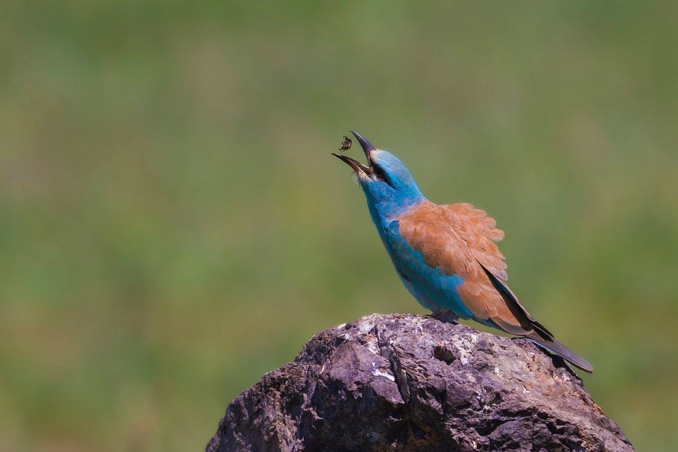 Coracias garrulus, Птицы, Сизоворонка, Ольга Кулакова