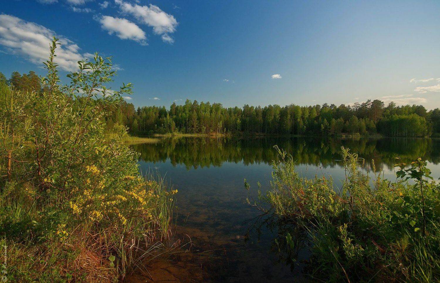 Лес, Лето, Озеро, Пейзаж, Природа, Владимир Комышев