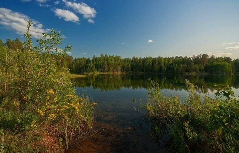 Лес, Лето, Озеро, Пейзаж, Природа Ноктюрн лета... фото превью