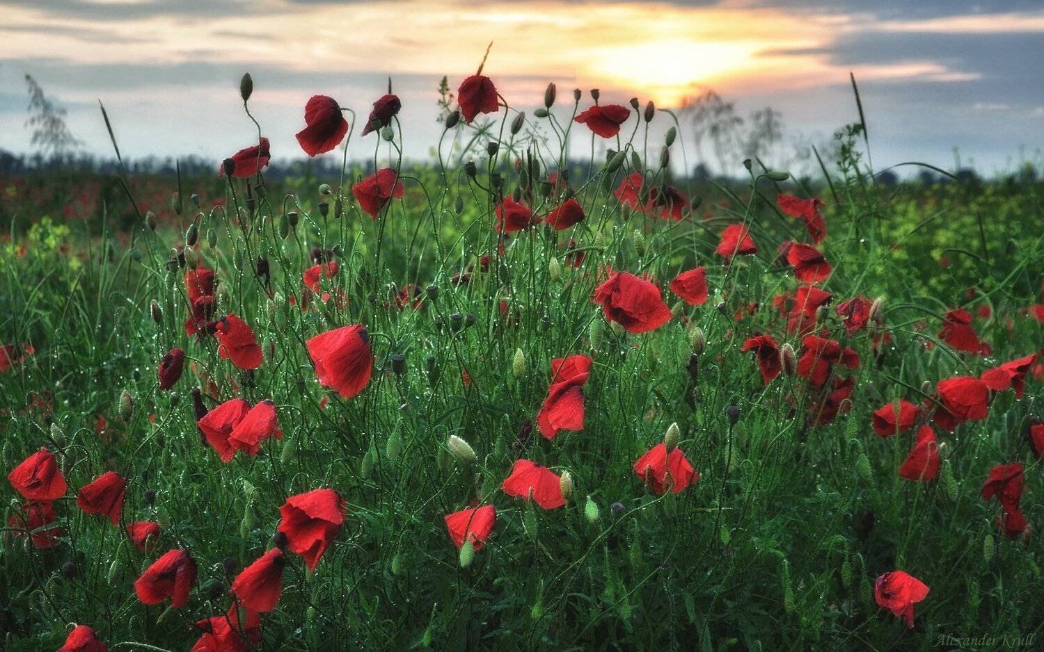Кубань, Маки, Александр Круль
