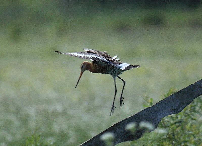 Большой веретенник фото превью