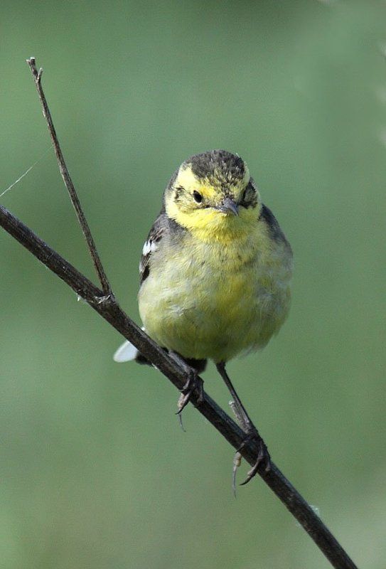 Желтоголовая трясогузка фото превью