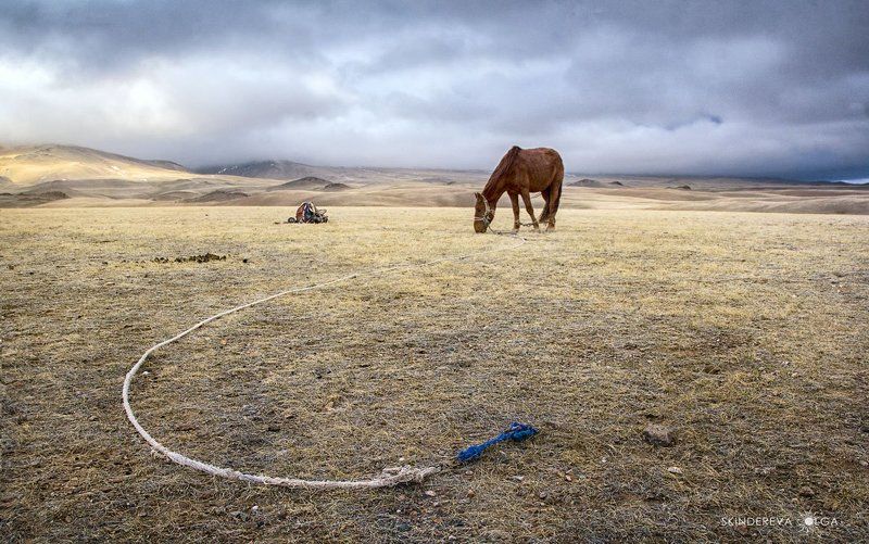 Монголия Конь, привязь, седло. И никого! фото превью