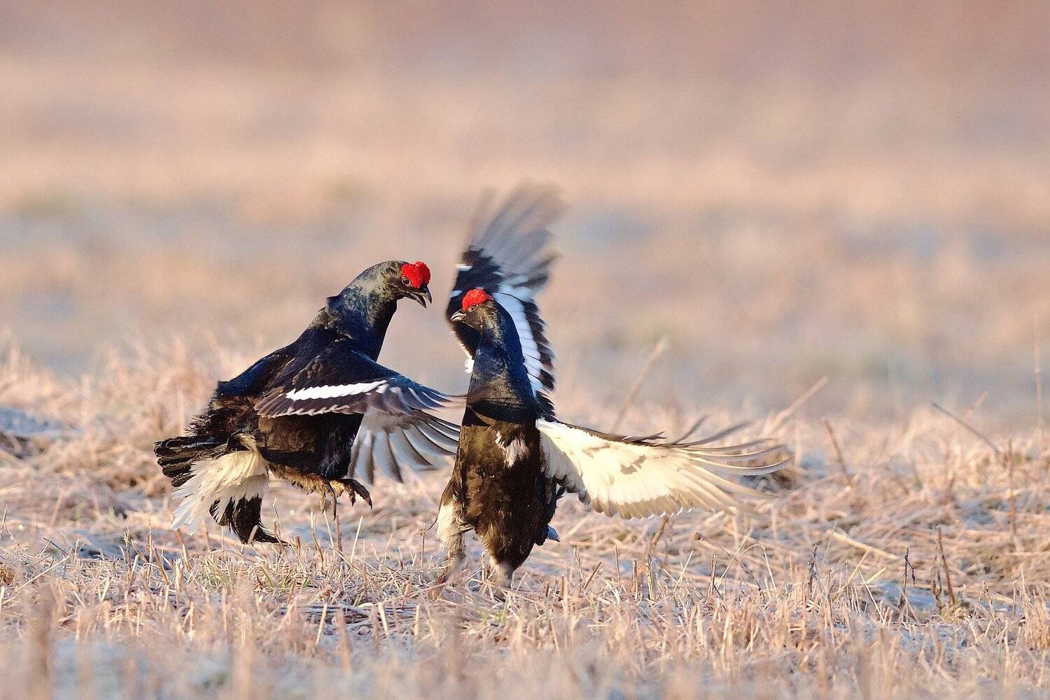 тетерева, Мазурин Евгений