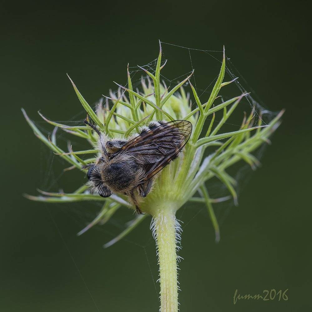 , Игорь ФУММ