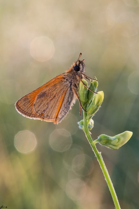 Bokeh, Butterfly, Insect, Macro, Makro, Nature, Wildlife Thymelicus sylvestris фото превью