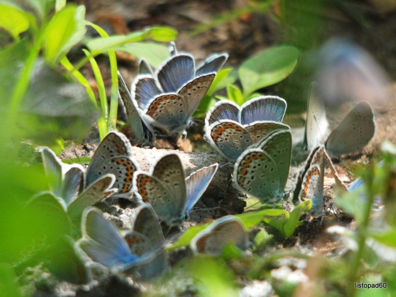 , Наталья Неверова