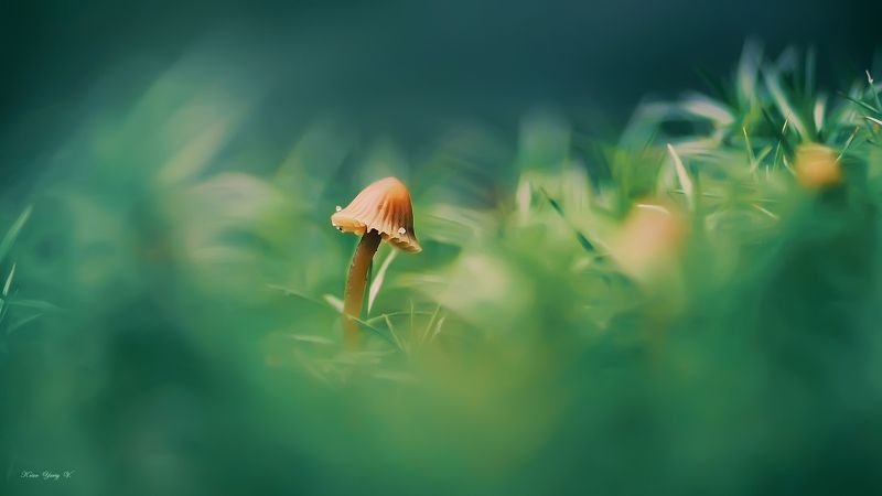 Акварельные краски лета фото превью