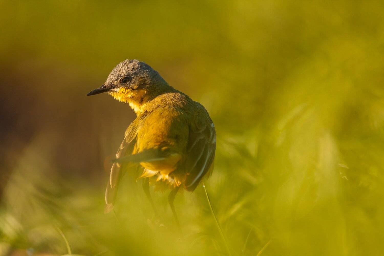 , Łukasz Sok&oacute;ł