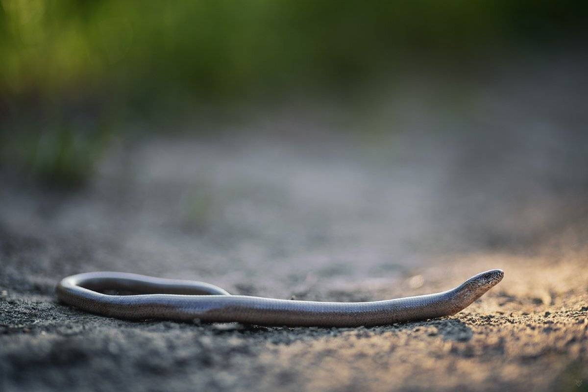 animal, wildlife, Slow worm,, Wojciech Grzanka