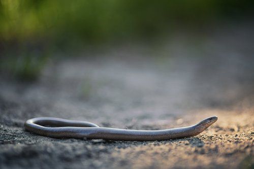 Slow worm