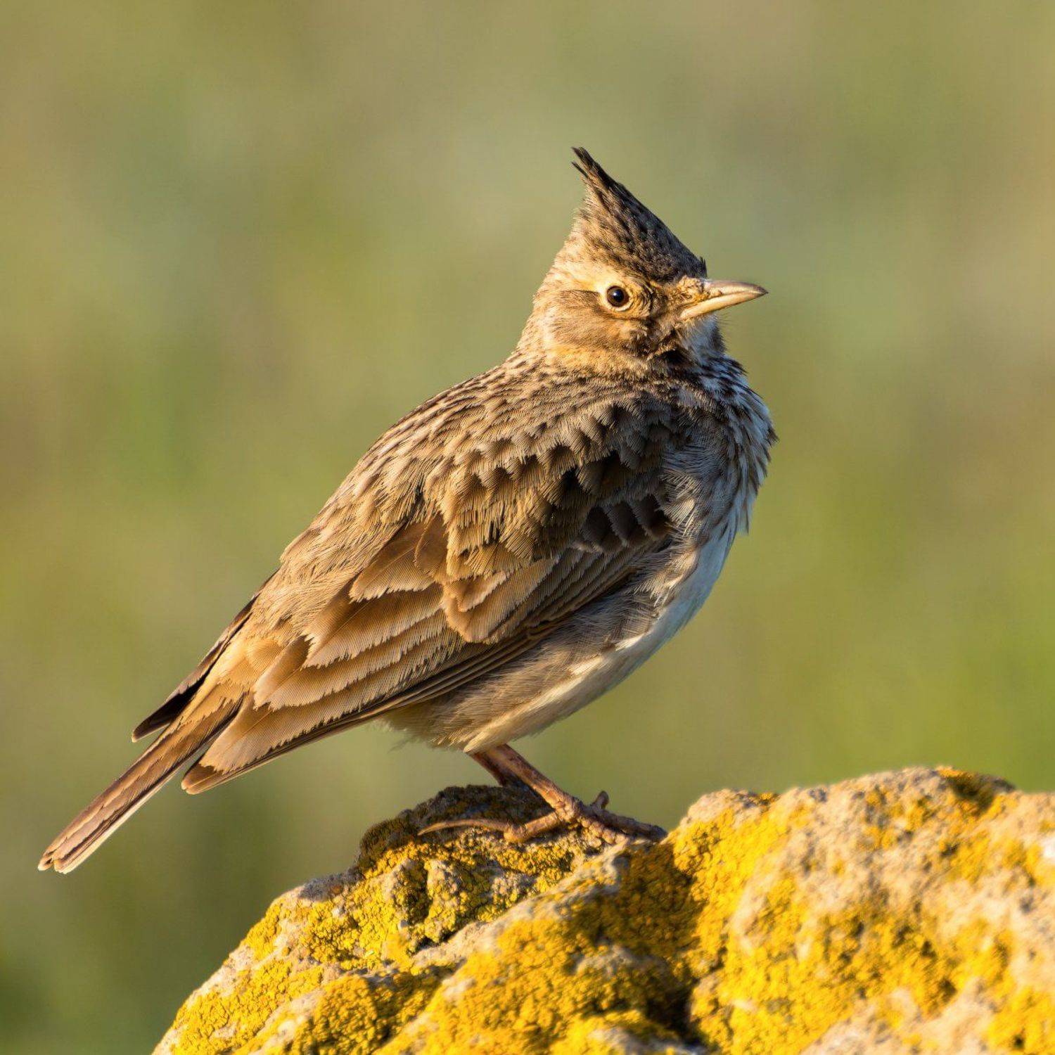 Cristata, Galerida, Жаворонок, Хохлатый, Александр Сыроватский
