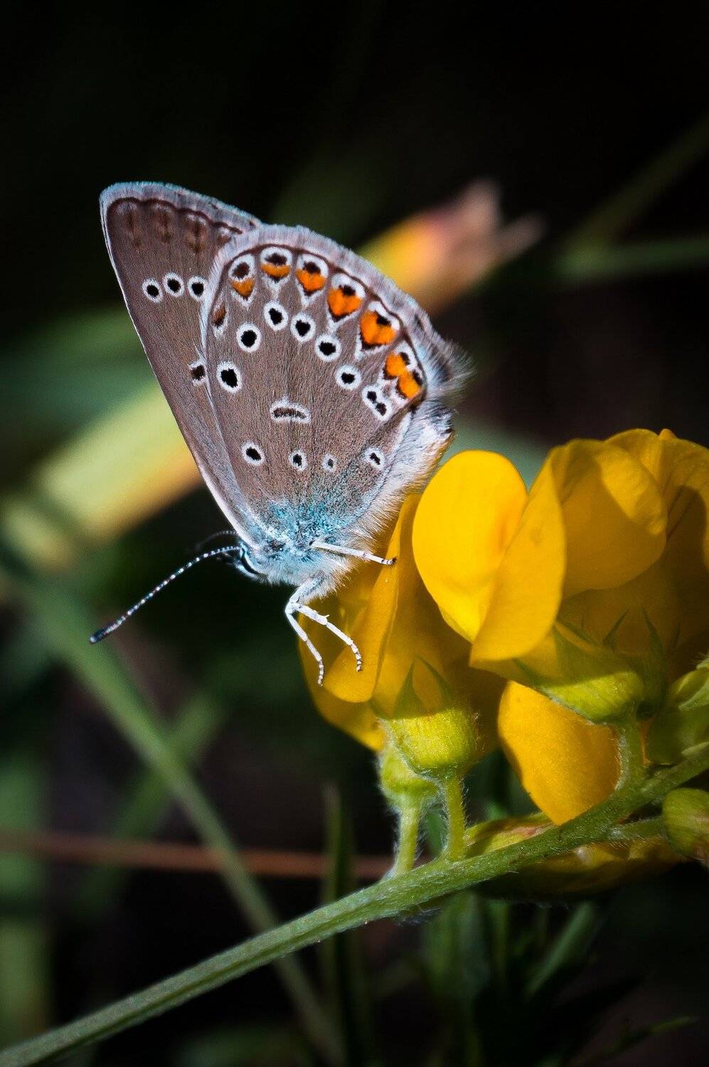 макро, лето, бабочки, Александр Потапов