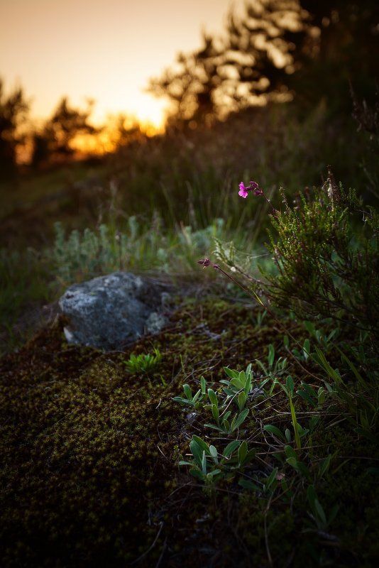 ваккосалми, закат, карелия, сортавала Природа парка Ваккосалми фото превью