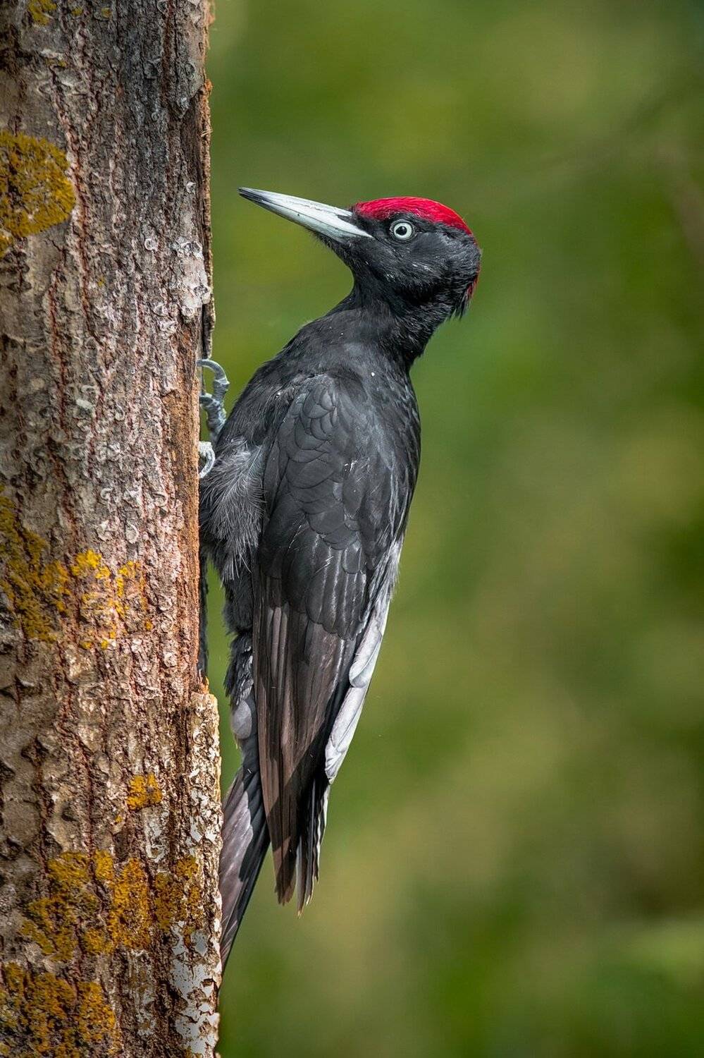 , Дмитрий Вилюнов