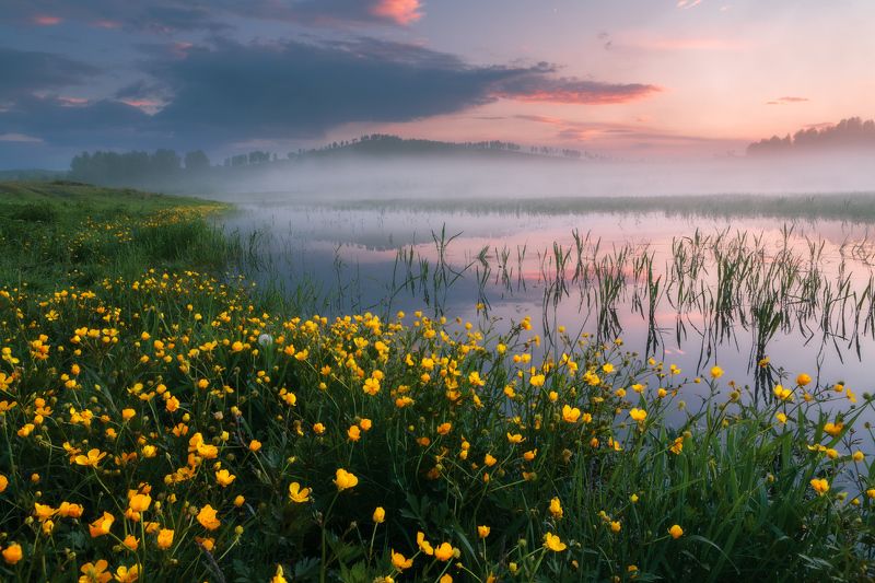 купальница, болото, южный урал, башкирия Болотный ковер фото превью