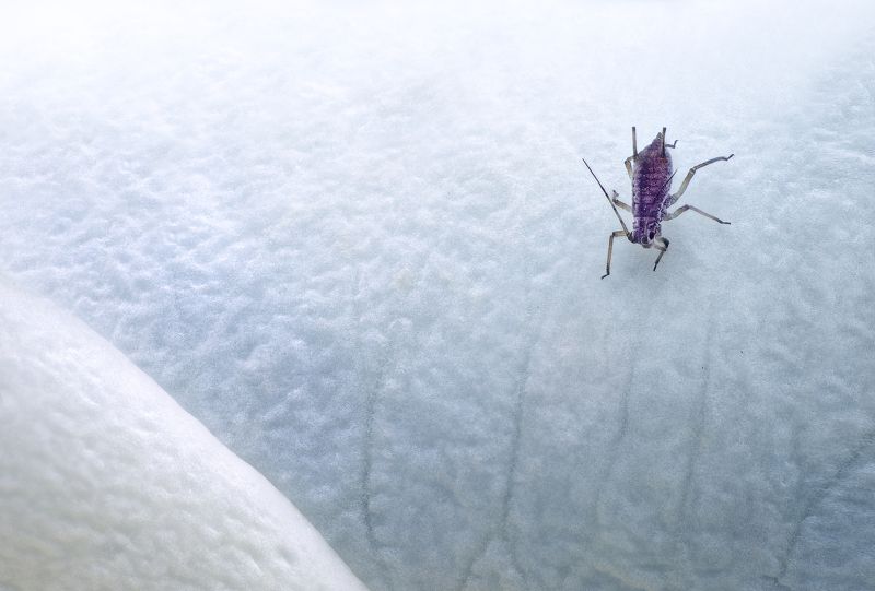 Вниз по снежному склону / Down the snowy slope фото превью