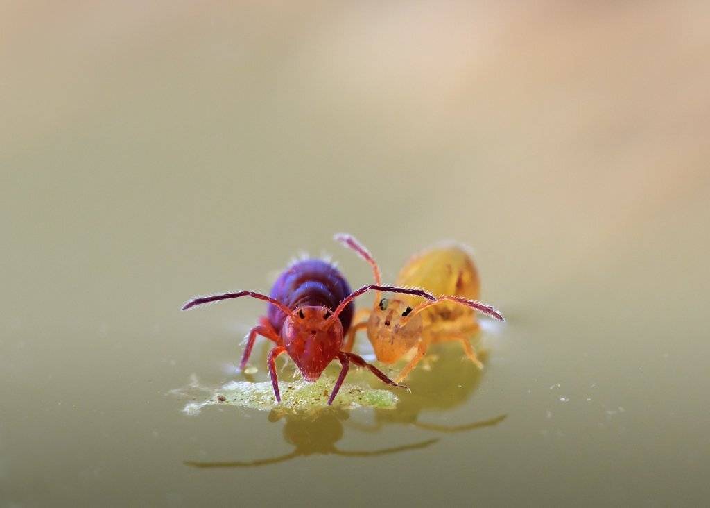 , Валерия Зверева