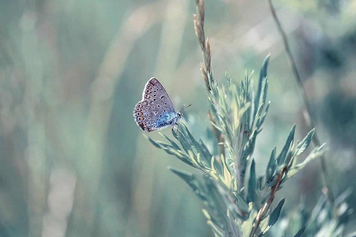 , Naiden Bochev