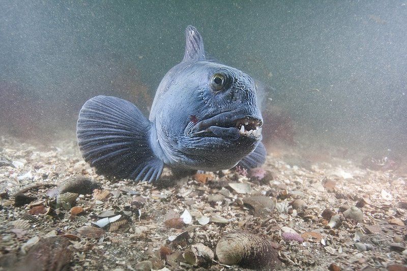 Зубатка, Исландия Красотка фото превью