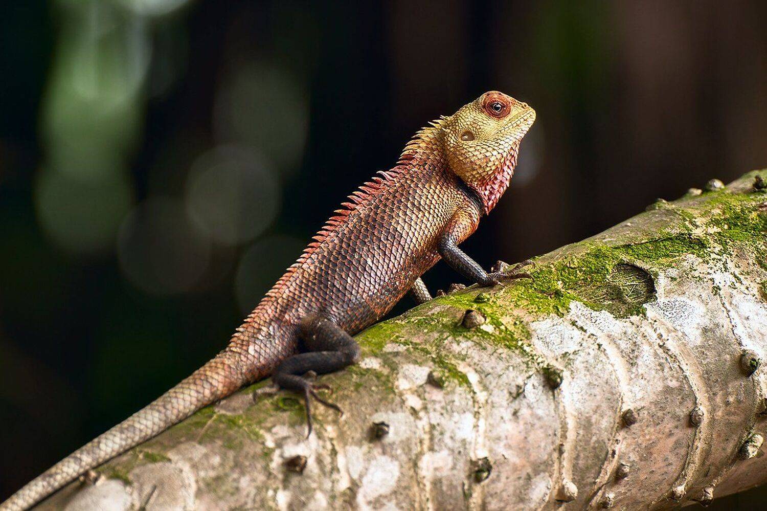 , Михаил Туркеев