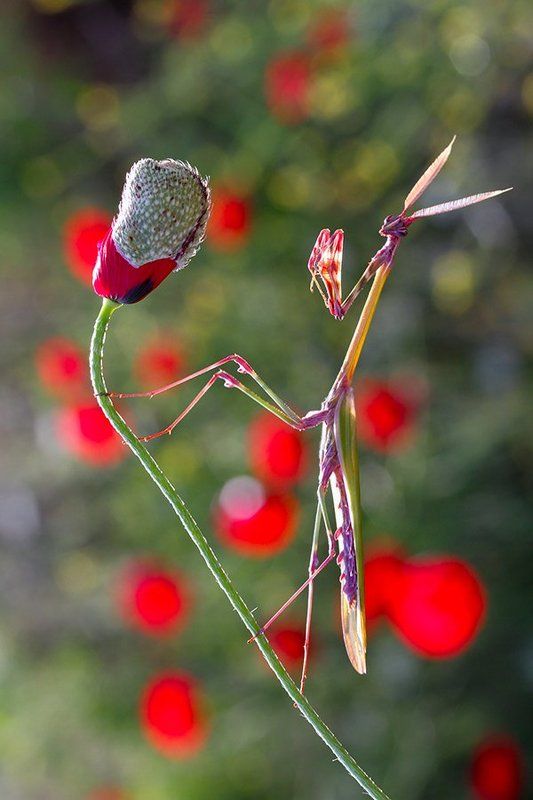 nature, macro, mantis, spring empusa fasciata (male) фото превью