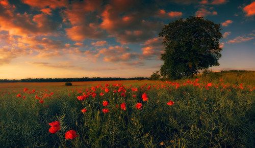 Закат с маками