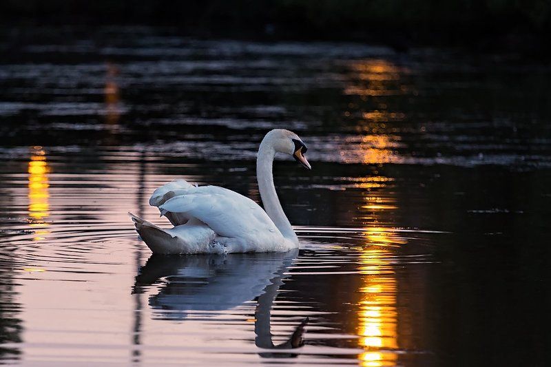 Закат, Лебедь  фото превью