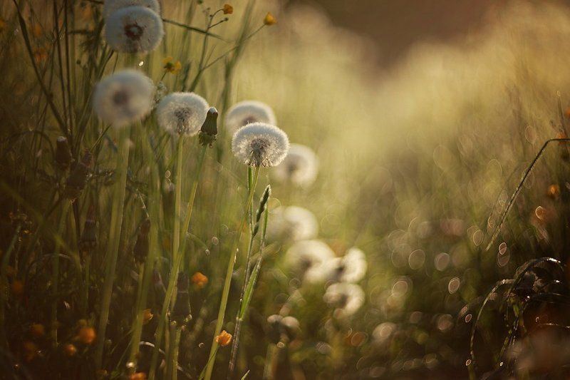 природа, лето, цветы, макро, рассвет, свет, солнце, helios, гелиос Лето-летнее фото превью